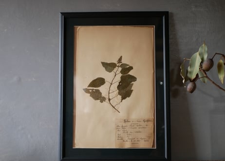 Botanical ART 1929 　no.21
