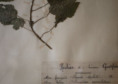 Botanical ART 1929 　no.21