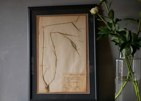 herbier no.7