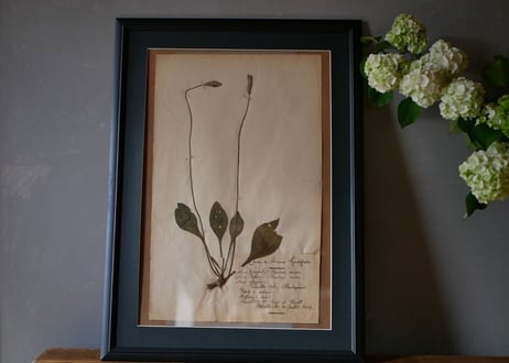 herbier no.6
