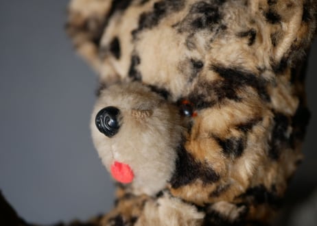 Teddy bear, Leopard