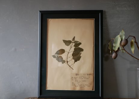 Botanical ART 1929 　no.21