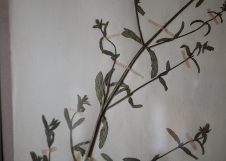 herbier no.4