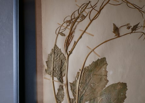 herbier no.5