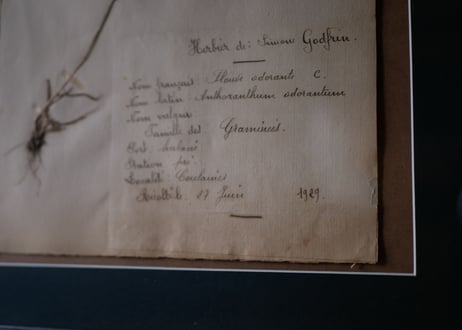 Botanical ART 1929 　no.16