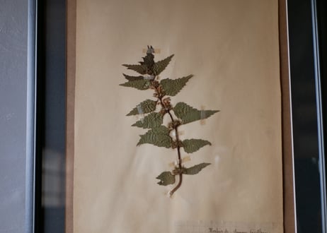herbier no.1