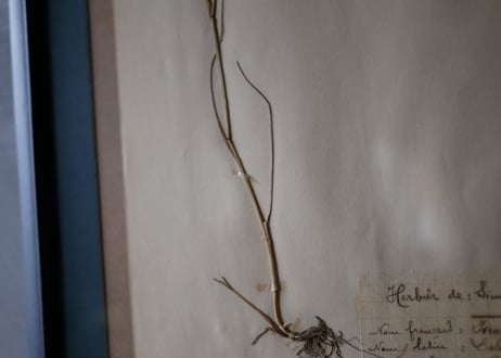 Botanical ART 1929 　no.11