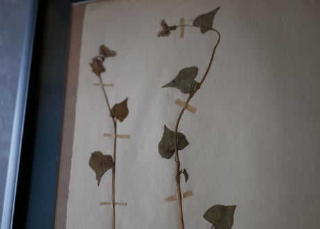 Botanical ART 1929 　no.12