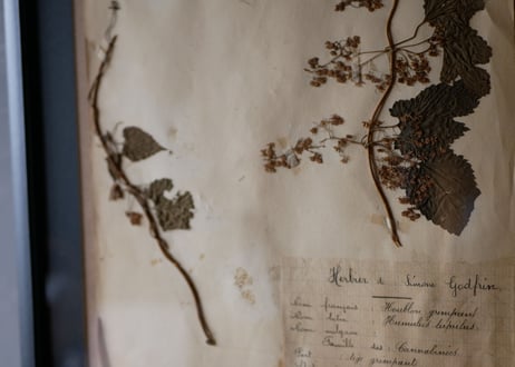 herbier no.3