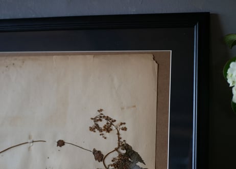 herbier no.3