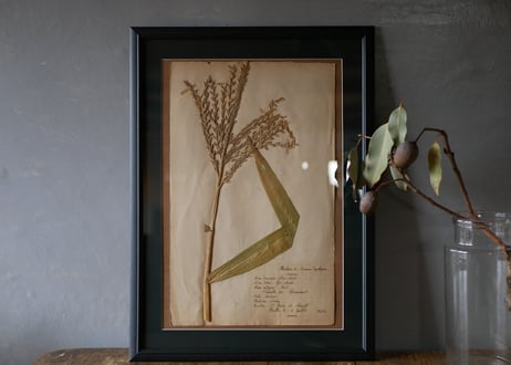 Botanical ART 1929 　no.14