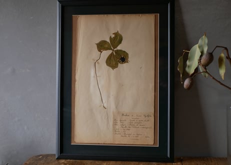 Botanical ART 1929 　no.18