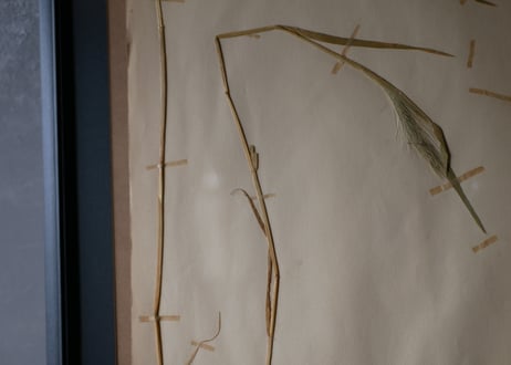 herbier no.7