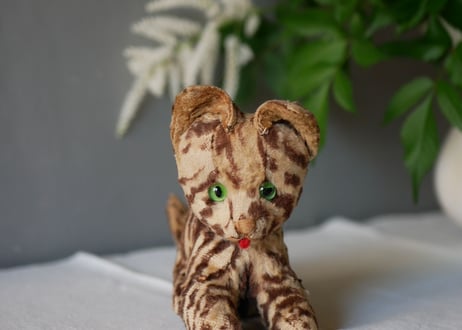 Cat from FRANCE