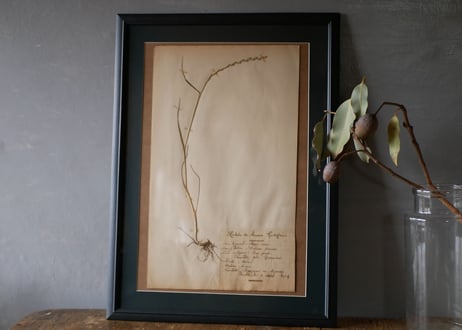 Botanical ART 1929 　no.11