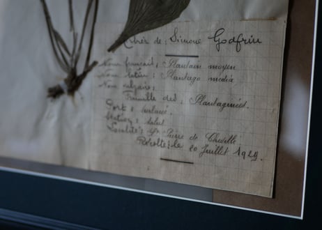 herbier no.6
