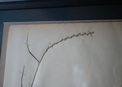 Botanical ART 1929 　no.11