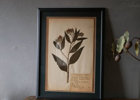 Botanical ART 1929 　no.15
