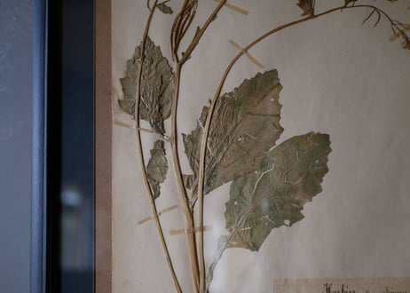 herbier no.5