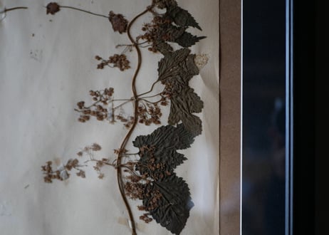 herbier no.3