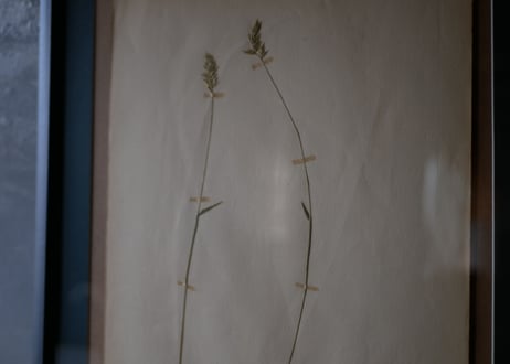 Botanical ART 1929 　no.16