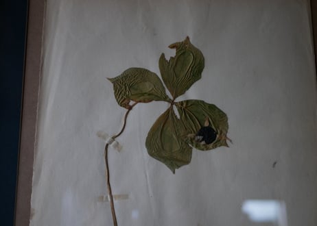 Botanical ART 1929 　no.18