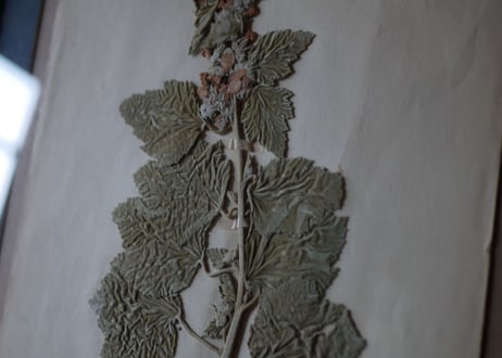 Botanical ART 1929 　no.17