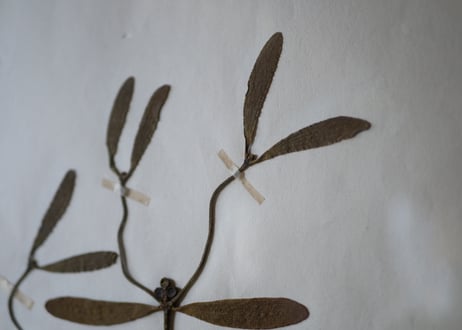 Botanical ART 1929 　no.20