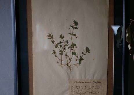 Botanical ART 1929 　no.13