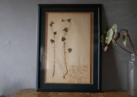 Botanical ART 1929 　no.12