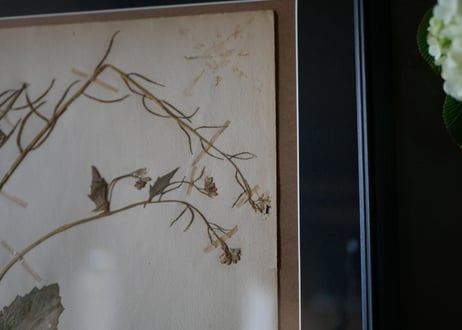 herbier no.5