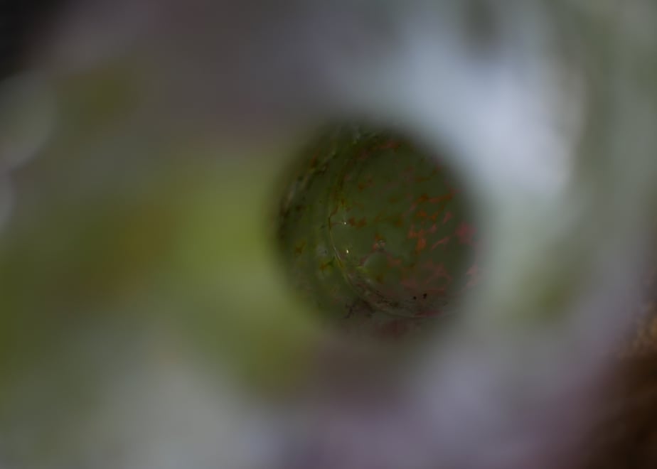 698488c52ce5f6d54d38e577