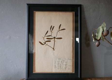 Botanical ART 1929 　no.20