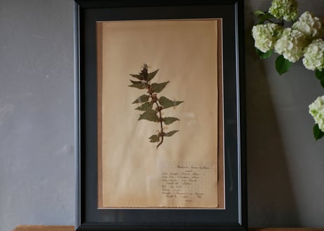 herbier no.1