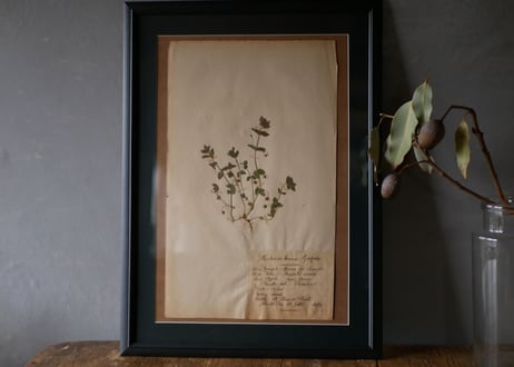 Botanical ART 1929 　no.13