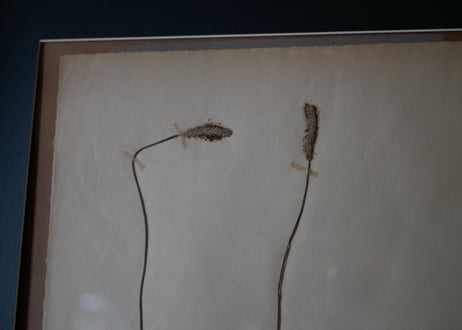 herbier no.6