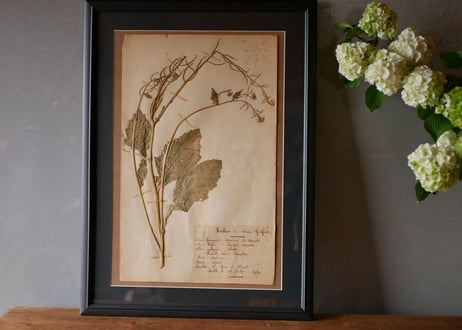 herbier no.5