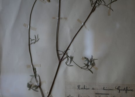 herbier no.2