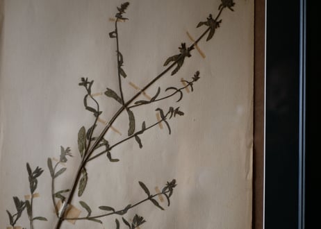 herbier no.4