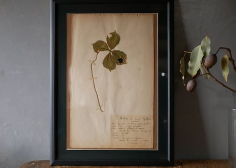 Botanical ART 1929 　no.18