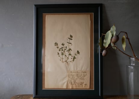 Botanical ART 1929 　no.13