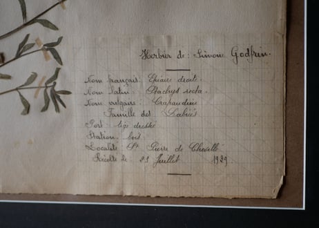 herbier no.4