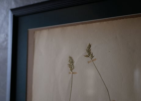 Botanical ART 1929 　no.16