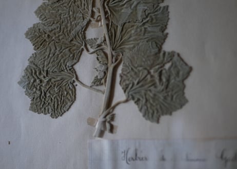 Botanical ART 1929 　no.17