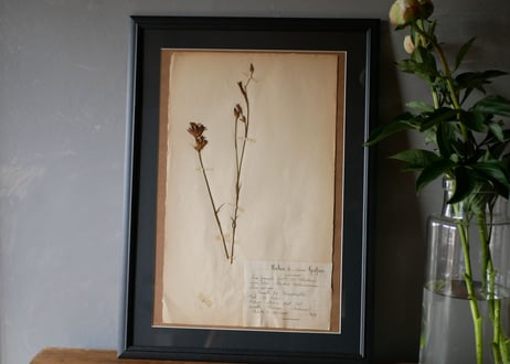 herbier no.10