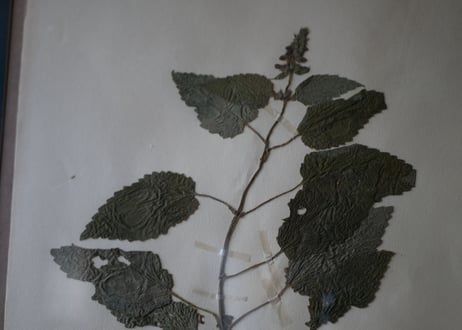 Botanical ART 1929 　no.21