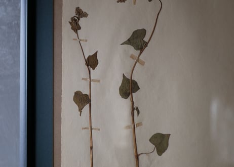 Botanical ART 1929 　no.12