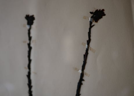 herbier no.8
