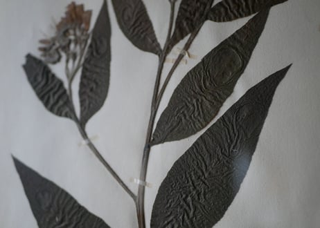 Botanical ART 1929 　no.15
