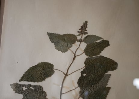 Botanical ART 1929 　no.21